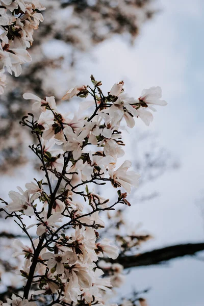 Thin Tree Branch Gentle White Flowers Blooming Its Twigs Blurred — Stock Photo, Image