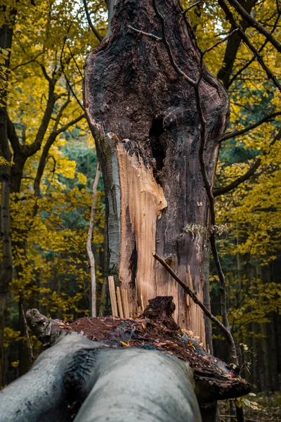 Zbliżenie Ujęcia Rozbitego Pnia Drzewa Lesie — Zdjęcie stockowe