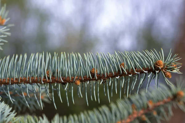 Szelektív Fókusz Felvétel Abies Alba — Stock Fotó