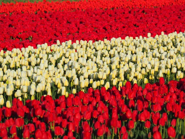 Uma Linha Tulipas Brancas Campo Ensolarado Com Tulipas Vermelhas Ambos — Fotografia de Stock