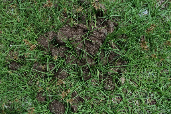 Een Closeup Shot Van Groen Gras Achtergrond — Stockfoto