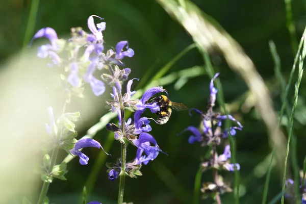 Zbliżenie Ujęcie Pszczoły Łące Szałwia Ogrodzie Pod Sunlight — Zdjęcie stockowe