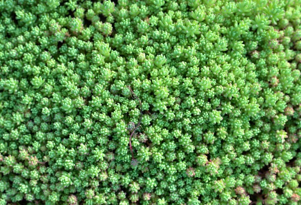 Sedum Pachyclados工厂的地毯 — 图库照片