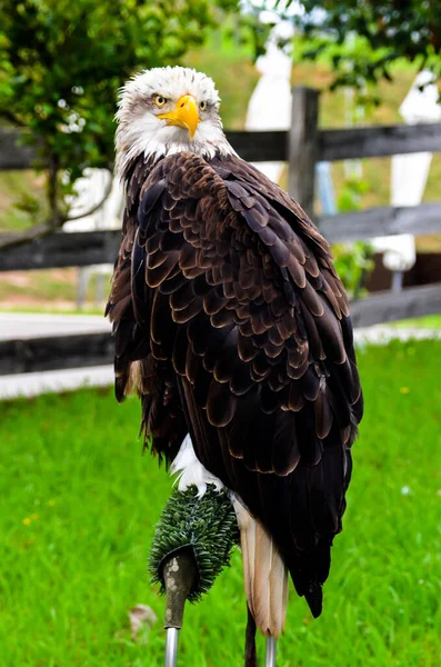 Tiro Vertical Uma Águia Careca Haliaeetus Leucocephalus — Fotografia de Stock