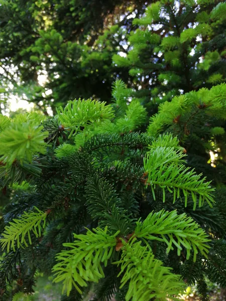 晴れた日に緑の針で松の木の枝の垂直ショット — ストック写真