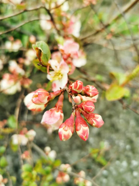 Detailní Záběr Květ Stromu — Stock fotografie