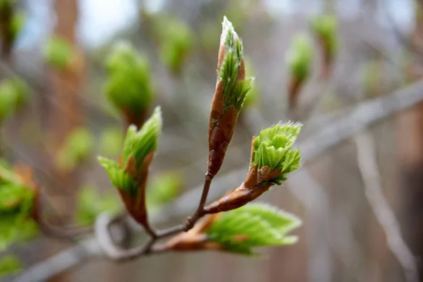 가지에 꽃봉오리 봄에는 — 스톡 사진