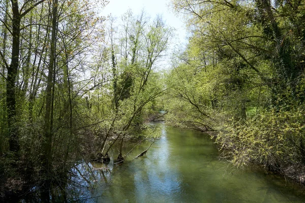 Река Сквозь Зеленые Деревья Леса — стоковое фото