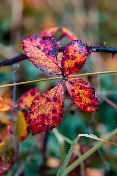 Plan Sélectif Des Feuilles Automne Rouges Sur Une Branche — Photo