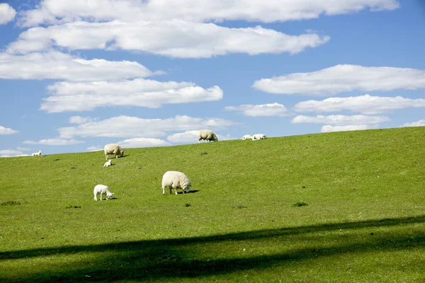 Vacker Bild Ett Färskt Gräs Fält Med Får Flock Bete — Stockfoto
