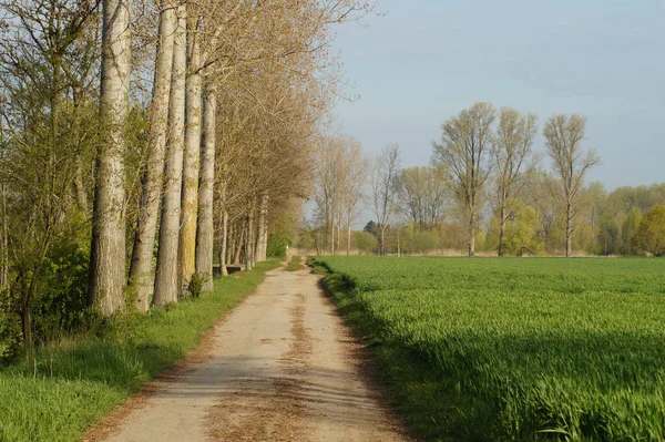 緑の牧草地や木々に囲まれた村道 — ストック写真