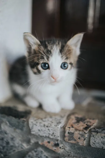 Primer Plano Adorable Gatito Ojos Azules Acurrucado Mirando Cámara Temerosamente — Foto de Stock