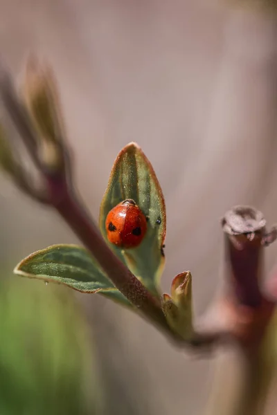 Tatlı Kırmızı Uğur Böceğinin Dikey Bir Görüntüsü Arka Planda Bulanık — Stok fotoğraf