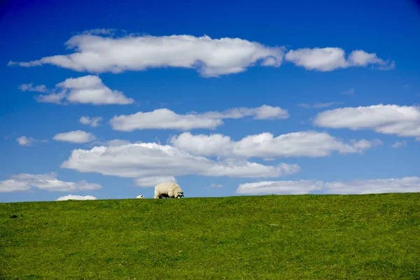 Beau Cliché Champ Herbe Fraîche Sous Ciel Bleu Nuageux — Photo