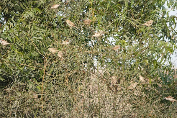 アラバリ多様性生物公園の鳥の群れ — ストック写真