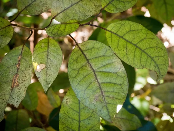 Mangeao Litsea Calicaris Arbre Sempervirent Endémique Nouvelle Zélande Gammes Waitakere — Photo