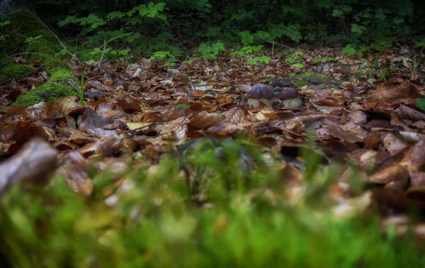 Симпатичні Маленькі Гриби Серед Опалого Листя Лісі — стокове фото