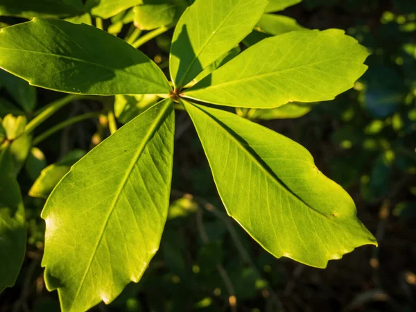 Küsten Fünffinger Houpara Pflanze Pseudopanax Lessonii Abendsonnenlicht — Stockfoto