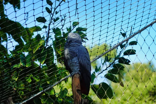 Nahaufnahme Eines Schlafenden Papageis — Stockfoto