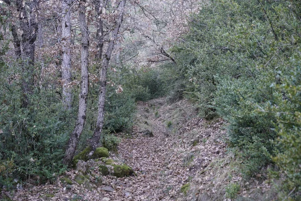 Natural Landscape Trees Narrow Footpath — Stock Photo, Image