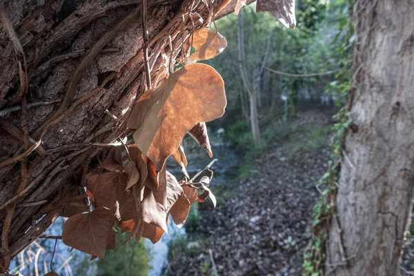 Крупный План Сухих Листьев Дереве Лесу Солнечным Светом Осенью — стоковое фото