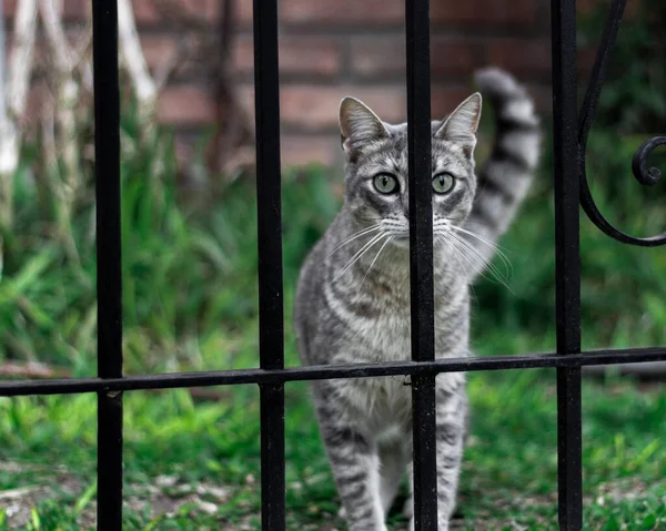 Roztomilý Šedý Tabby Kočka Zvědavě Dívá Kameru Zpoza Černého Kovového — Stock fotografie