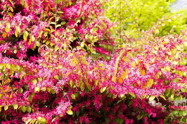 Селективный Фокус Розовых Цветов Деревьями Заднем Плане Время Японской Весны — стоковое фото