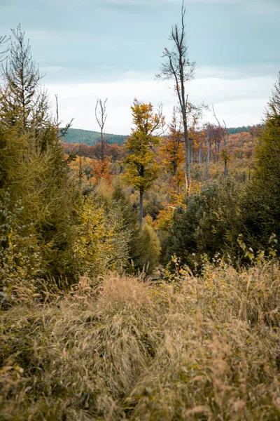 Krásný Výhled Zelený Les Různými Stromy — Stock fotografie