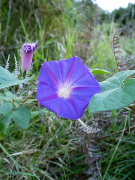 Flor Azul Oceanblue Morning Glory Vista Perto — Fotografia de Stock