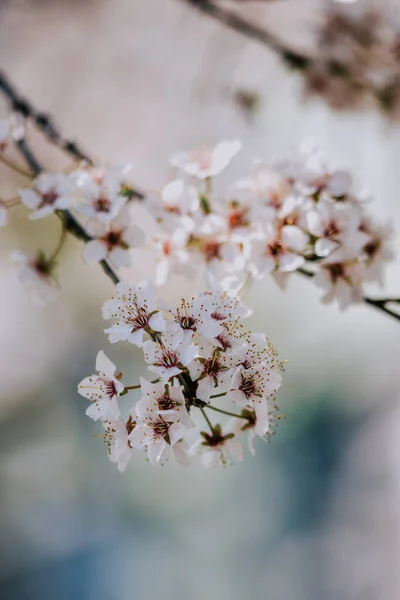 Vertical Shot Gentle White Cherry Blossom Flowers Thin Branches Sky — Stock Photo, Image