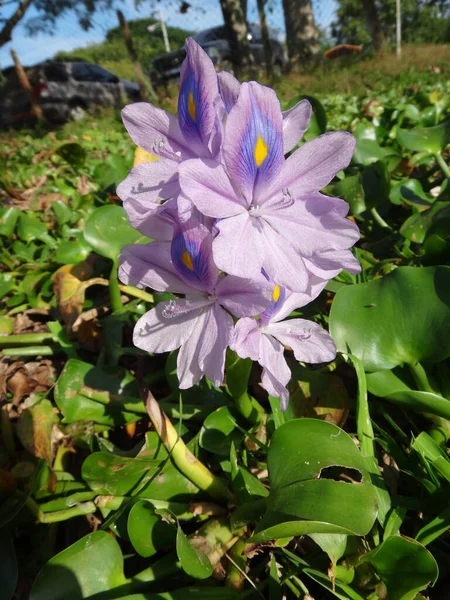 Close Seup Shot Purple Flower Called Common Water Hyacinth Grown — стоковое фото