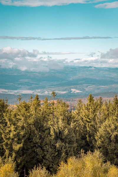 Прекрасний Вид Зелений Сосновий Ліс Блакитне Хмарне Небо — стокове фото
