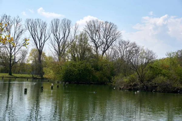 Ein Ruhiger Kleiner Teich Park Mit Sträuchern Und Blattlosen Bäumen — Stockfoto