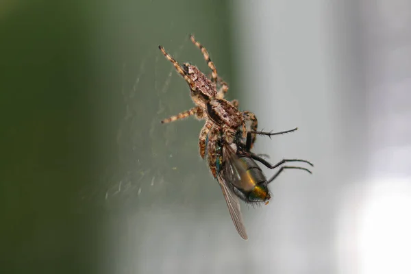 Uma Aranha Saltitante Salticidae Apanhou Uma Mosca Numa Janela Com — Fotografia de Stock