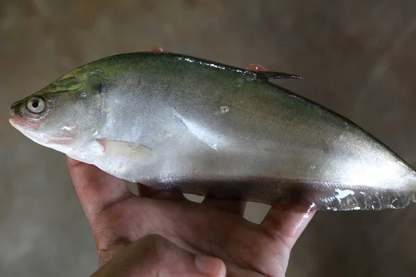Ein Roher Notopterus Chitala Fisch Der Hand Eines Indischen Fischhändlers — Stockfoto