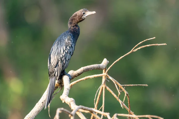 Nahaufnahme Eines Indischen Kormoranvogels Der Auf Einem Ast Hockt — Stockfoto