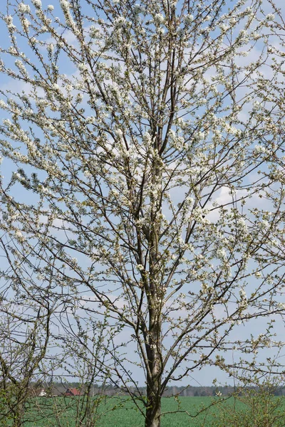 Closeup Shot Beautiful Cherry Blossoms Tree Branches Field — Stock Photo, Image