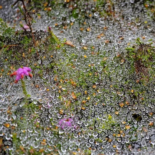 Fundo Abstrato Flores Campo Durante Chuva Forte — Fotografia de Stock