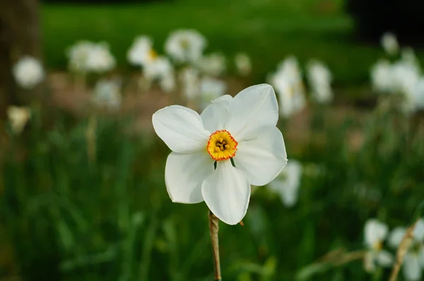 Flor Narciso Poeta Prado Parque Castelo Com Muitas Outras Flores — Fotografia de Stock