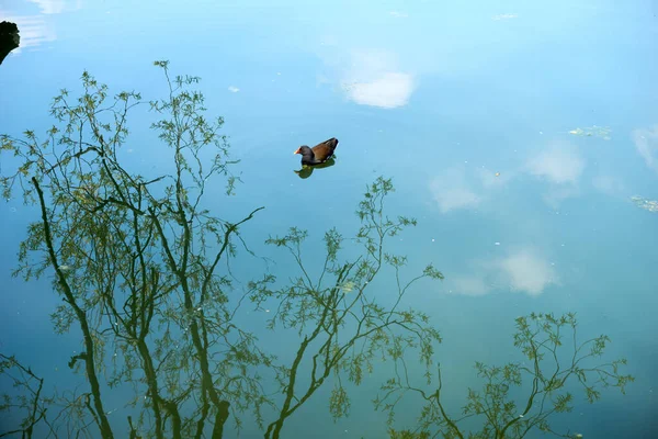 Hög Vinkel Utsikt Över Ensam Gemensam Moorhen Flyter Dammen — Stockfoto