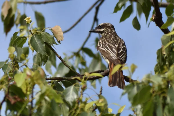 Myiodynastes Maculatus Лежить Дереві Місті Буенос Айрес — стокове фото