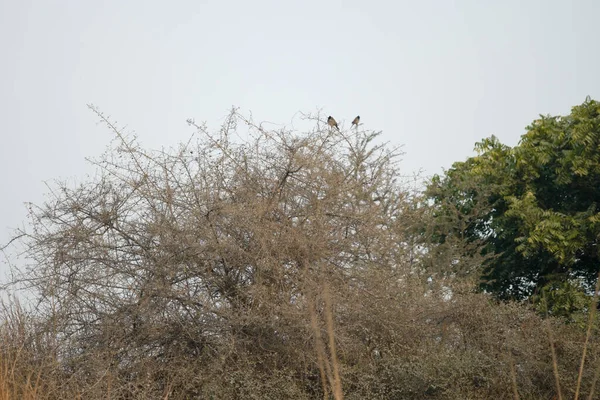 Ein Malerischer Blick Auf Vögel Auf Kahlen Ästen Aravali Biodiversity — Stockfoto
