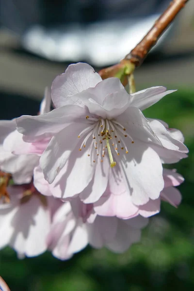 Een Verticaal Schot Van Een Kers Boom Florerend Seattle — Stockfoto