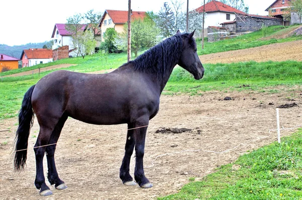 Ein Schuss Eines Braunen Pferdes Auf Dem Land — Stockfoto