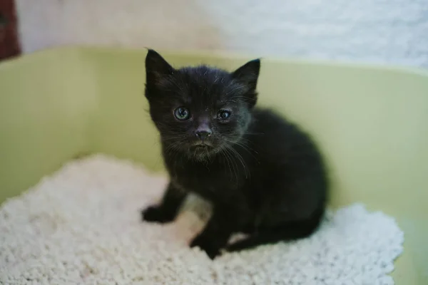 Gatinho Preto Assustado Com Olhos Azuis Olhando Para Câmera Com — Fotografia de Stock