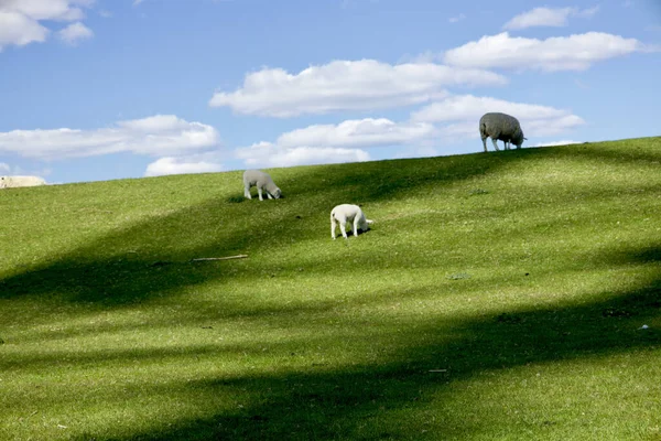 Beau Cliché Champ Herbe Fraîche Avec Pâturage Troupeau Moutons — Photo