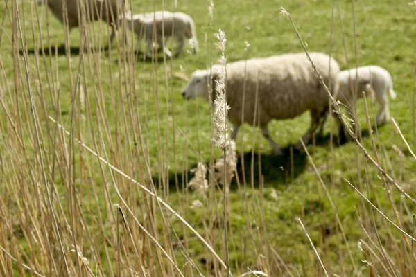 晴れた日に乾燥した植物を通して見られる羊の群れ — ストック写真