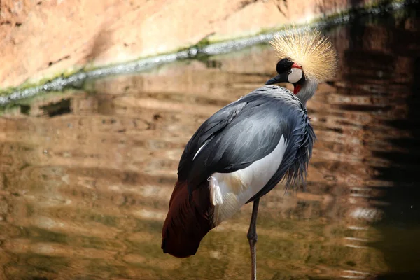 Szürke Koronás Daru Balearica Regulorum Egy Folyó Mellett Madár Ismert — Stock Fotó