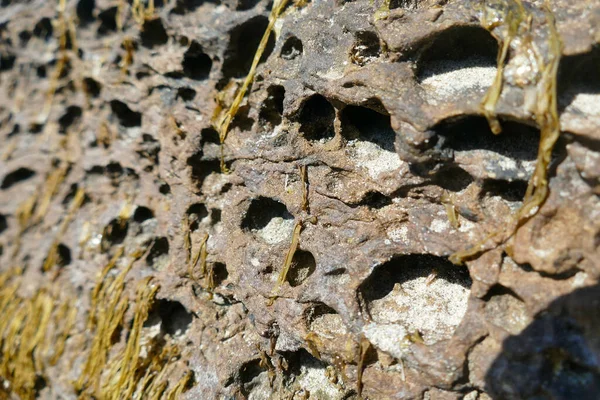 Знімок Пляжного Каменя Водоростей Ньюпорті Штат Орегон — стокове фото
