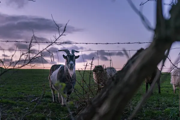 紫の夕焼け空の下の牧草地でヤギと羊 — ストック写真